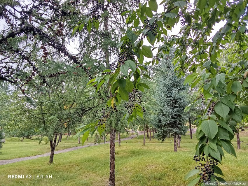 Летние прогулки Принца — Разные шарнирные куклы (не БЖД): редкие