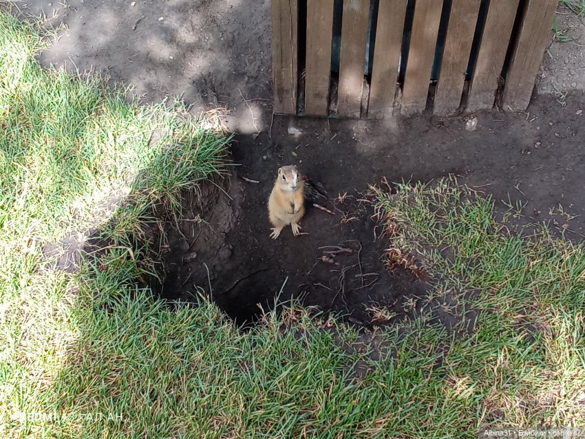 Летние прогулки Принца — Разные шарнирные куклы (не БЖД): редкие