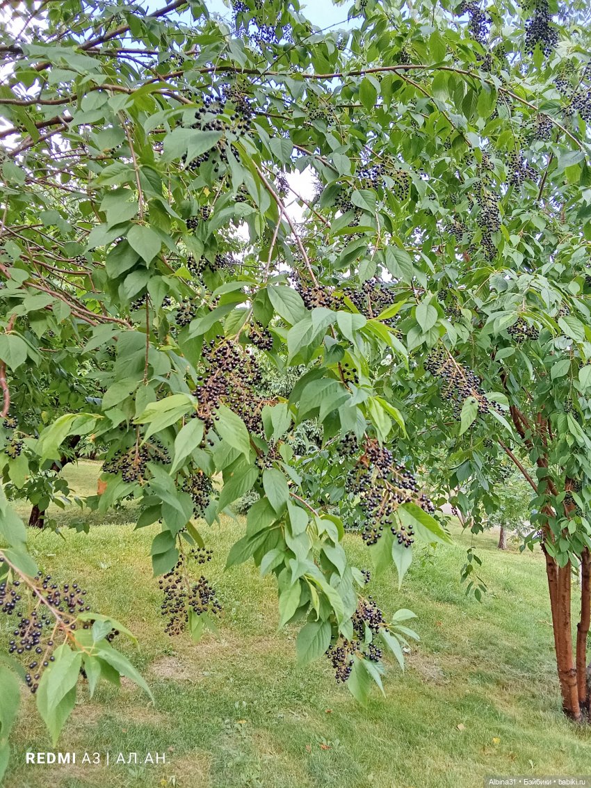 Летние прогулки Принца — Разные шарнирные куклы (не БЖД): редкие