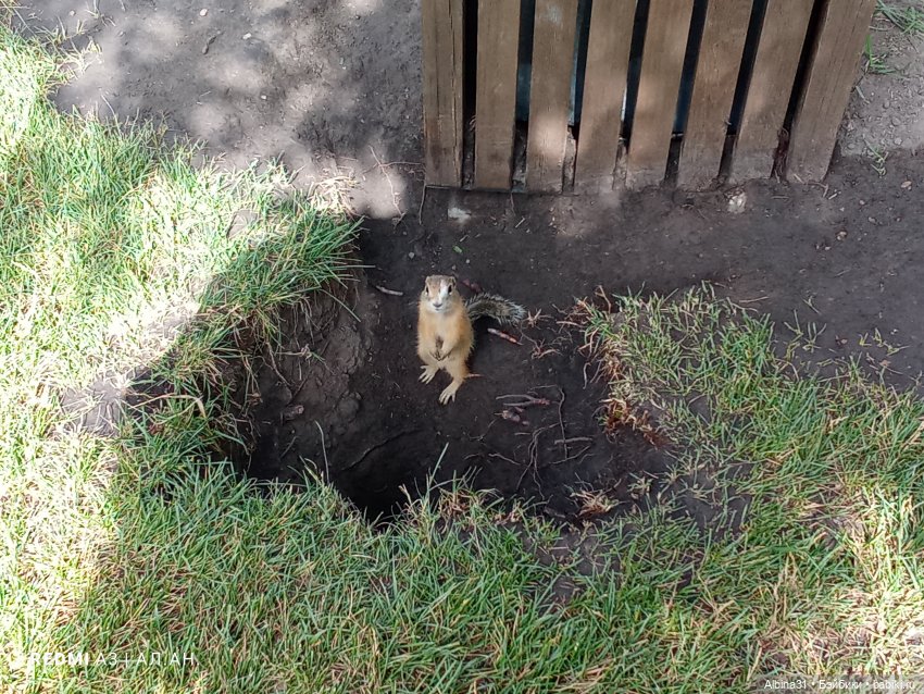 Летние прогулки Принца — Разные шарнирные куклы (не БЖД): редкие