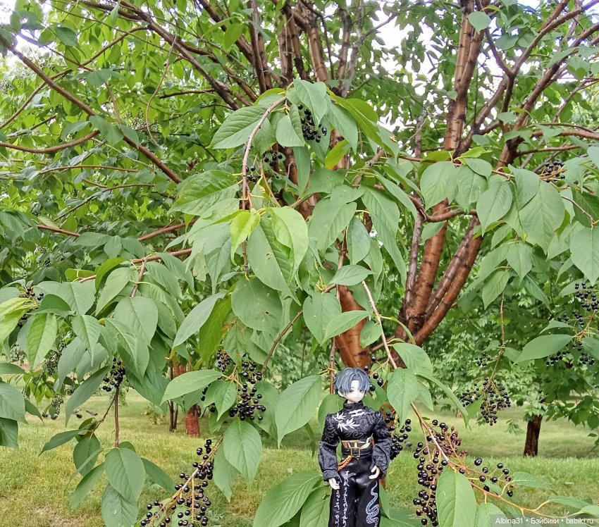 Летние прогулки Принца — Разные шарнирные куклы (не БЖД): редкие