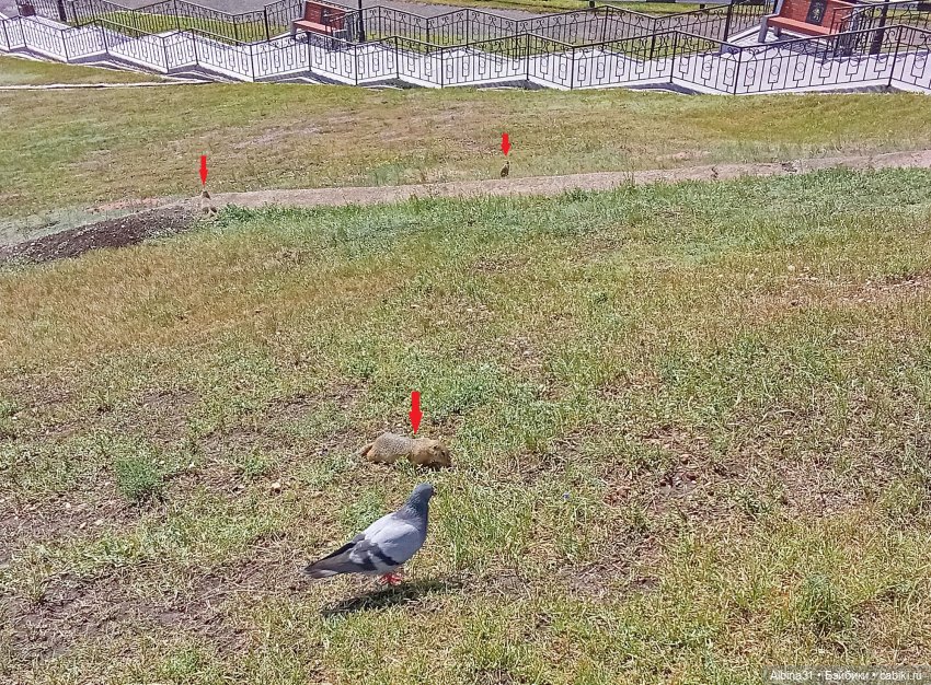 Летние прогулки Принца — Разные шарнирные куклы (не БЖД): редкие