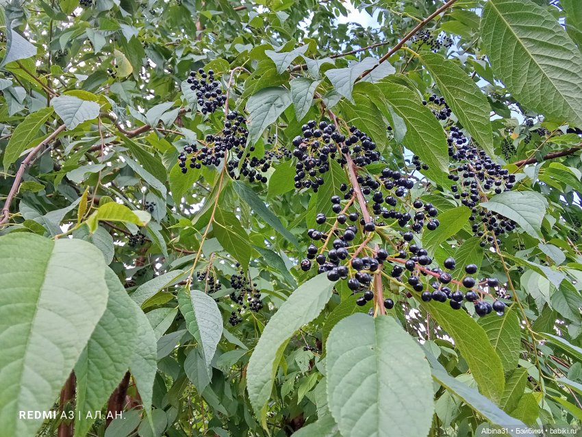 Летние прогулки Принца — Разные шарнирные куклы (не БЖД): редкие