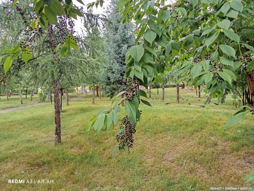 Летние прогулки Принца — Разные шарнирные куклы (не БЖД): редкие