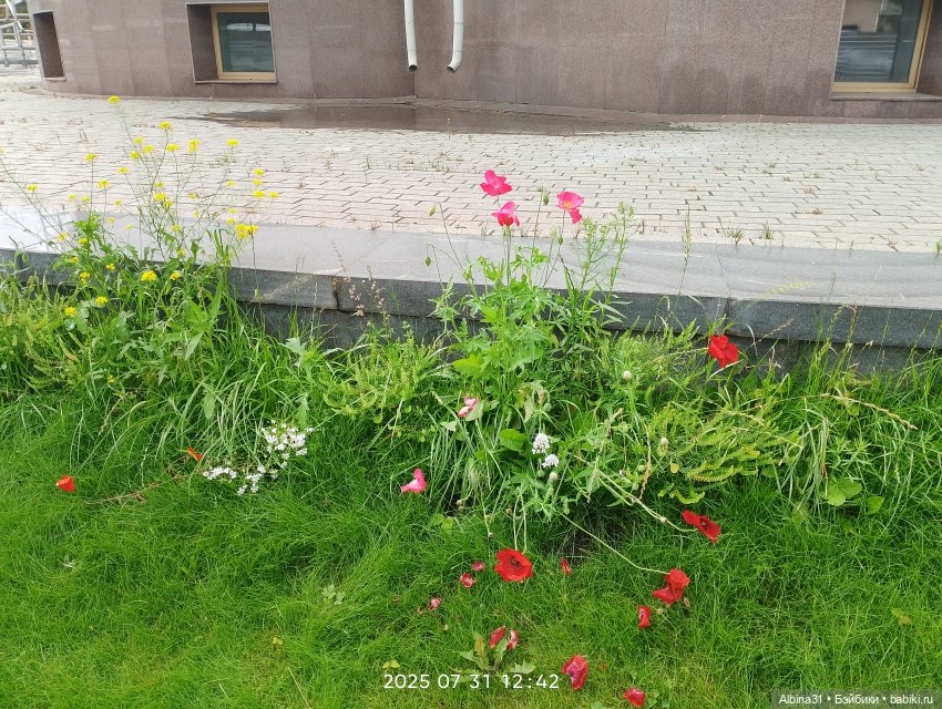 Летние прогулки Принца (окончание)