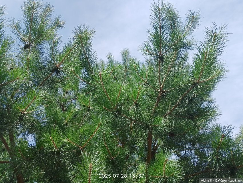 Летние прогулки Принца (окончание)