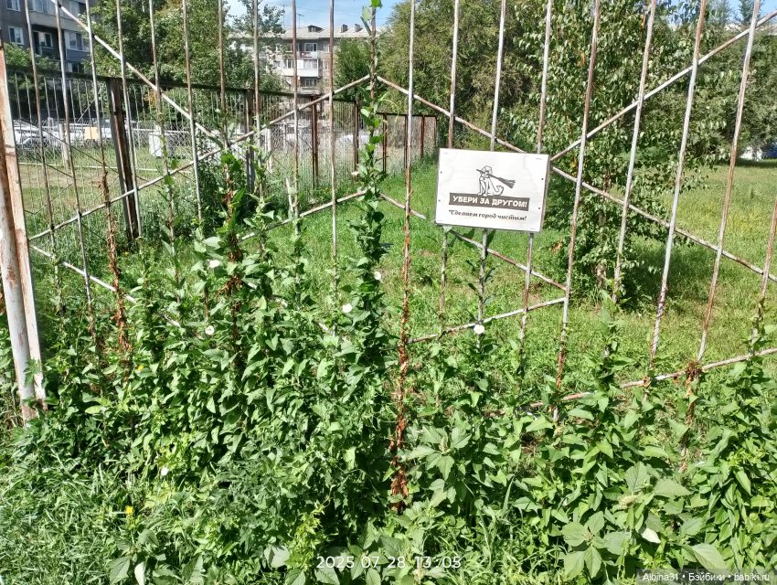 Летние прогулки Принца (окончание)