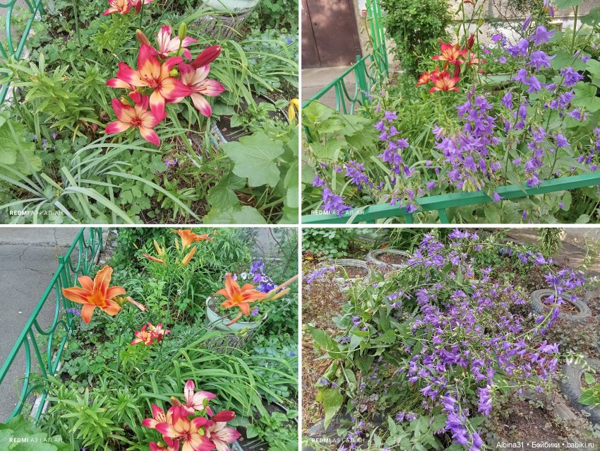 Летние прогулки Принца (окончание)