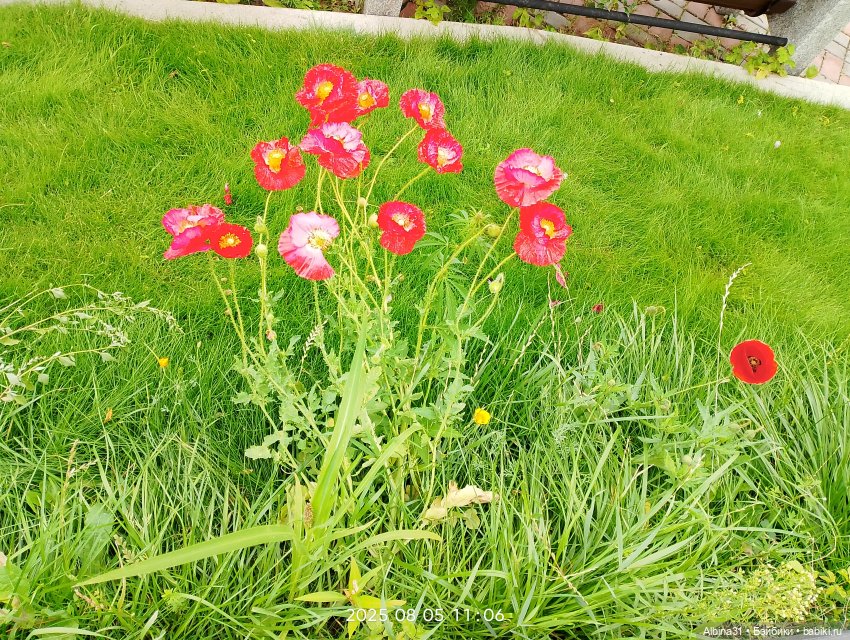 Летние прогулки Принца (окончание)