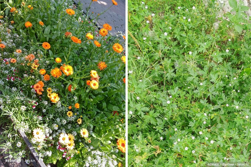 Летние прогулки Принца (окончание)