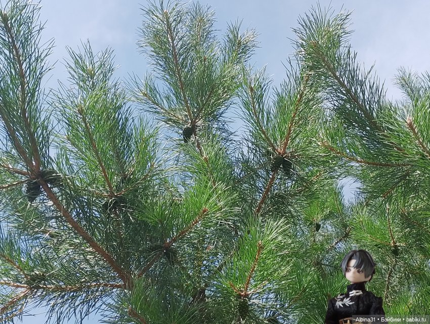 Летние прогулки Принца (окончание)