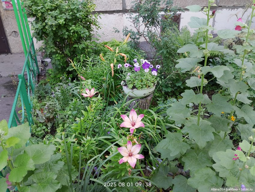 Летние прогулки Принца (окончание)