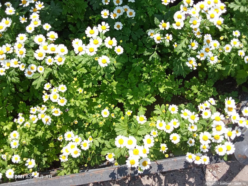 Летние прогулки Принца (окончание)