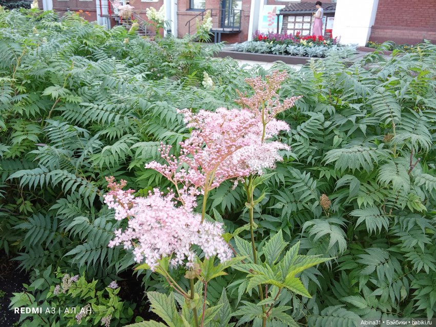 Летние прогулки Принца (окончание)