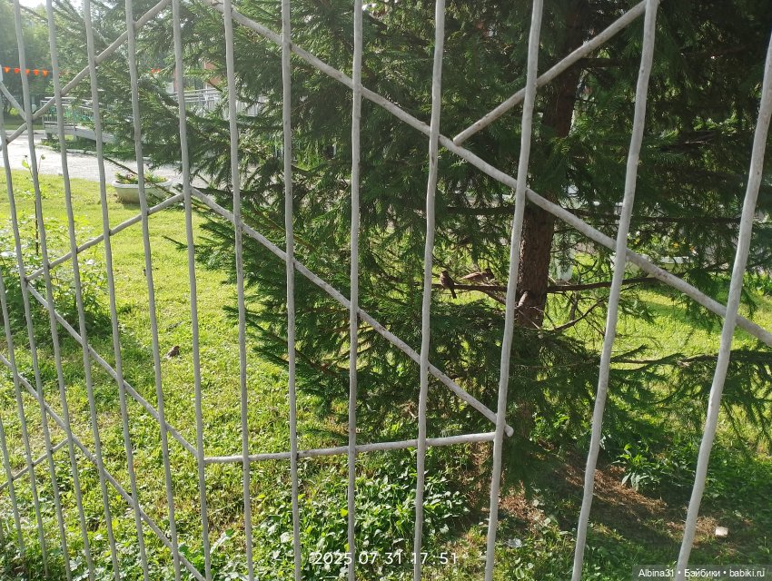 Летние прогулки Принца (окончание)