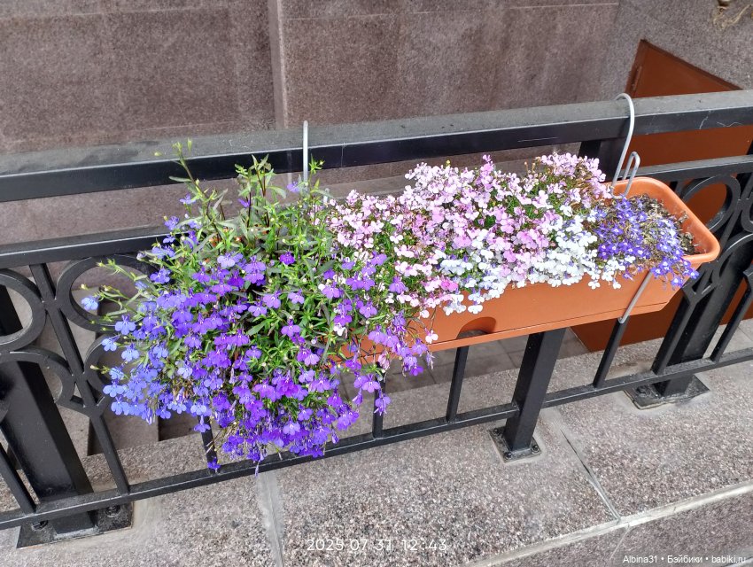 Летние прогулки Принца (окончание)