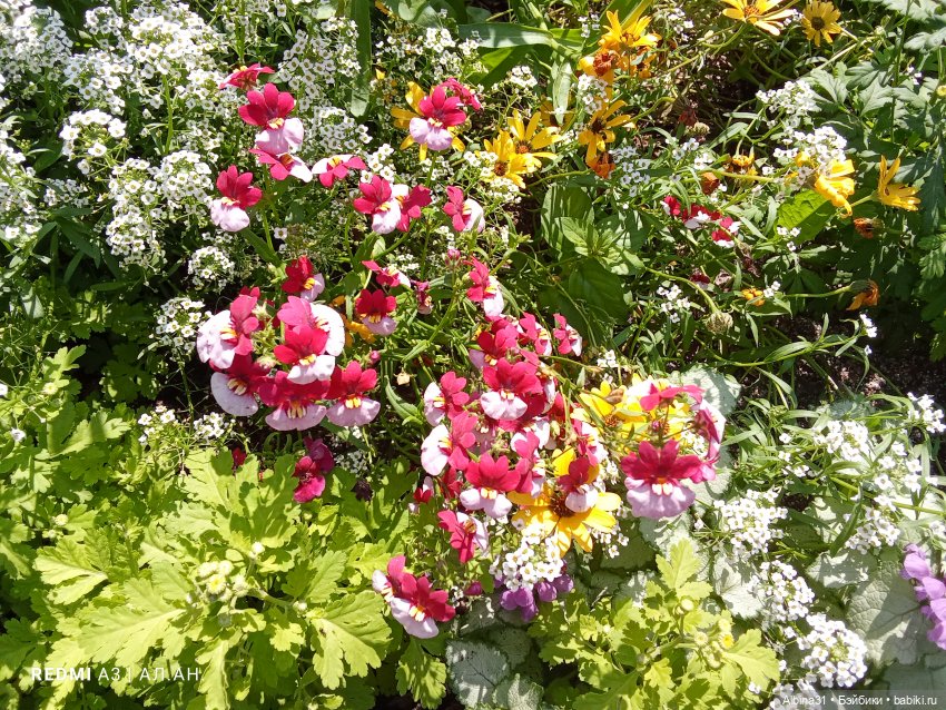 Летние прогулки Принца (окончание)