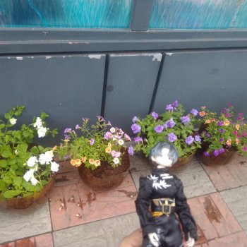 Летние прогулки  Принца (окончание)