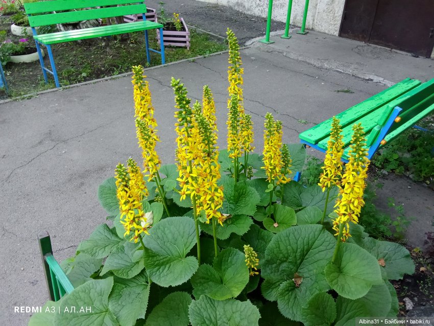 Летние прогулки Принца (окончание)