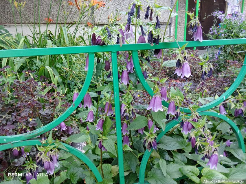 Летние прогулки Принца (окончание)