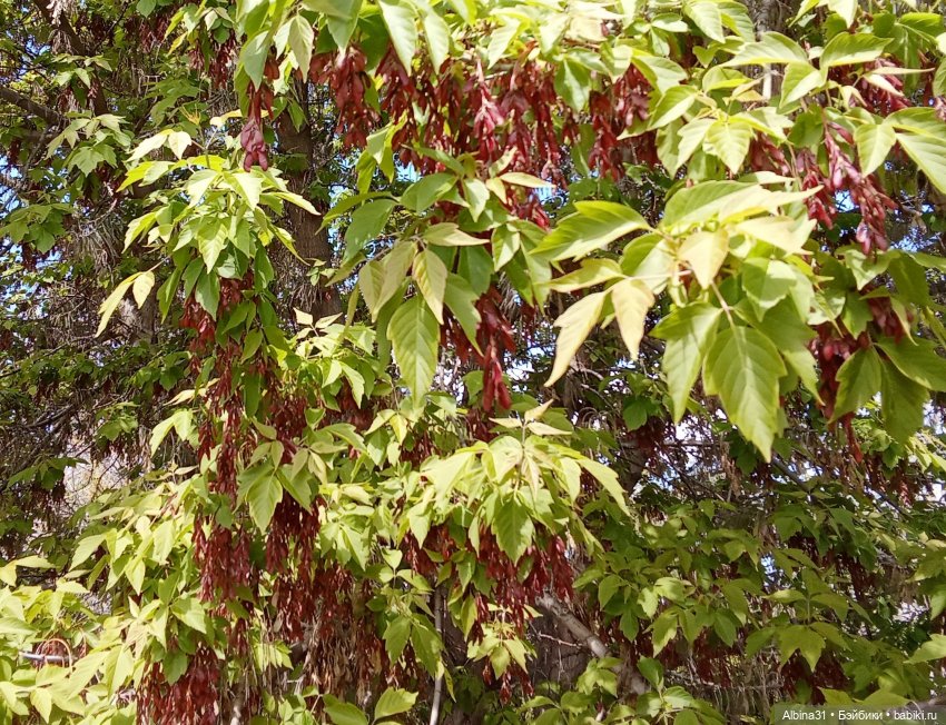 Май 2026... Куклы, город... 3 (фото 6)