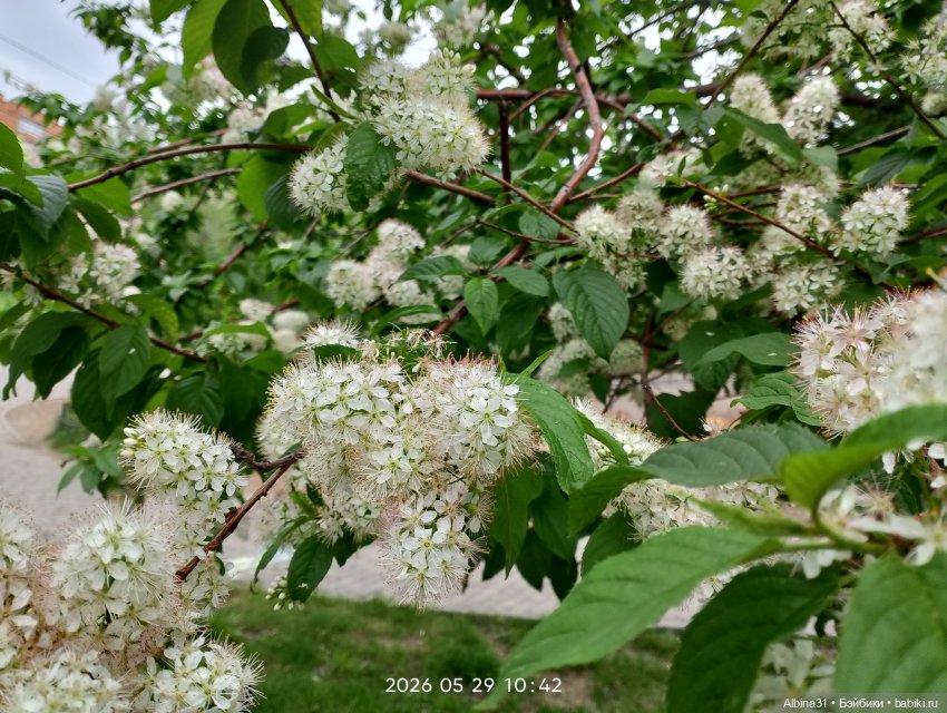 Май 2026... Куклы, город... 3
