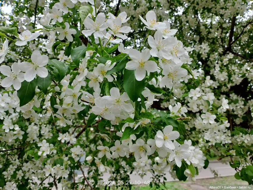 Май 2026... Куклы, город... 3