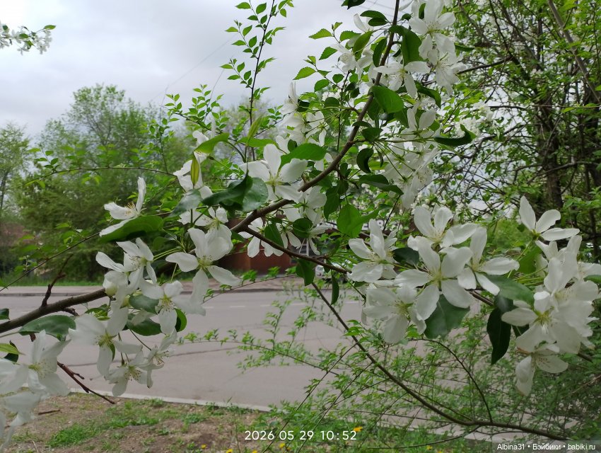 Май 2026... Куклы, город... 3