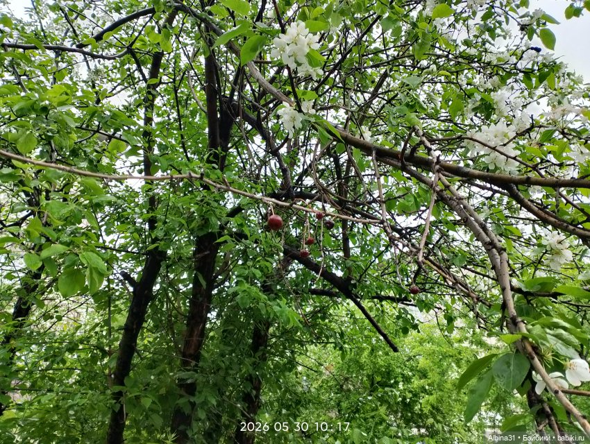 Май 2026... Куклы, город... 3