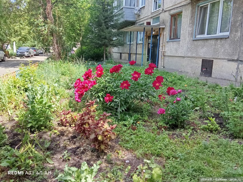 Кукла... Цветение... 2026
