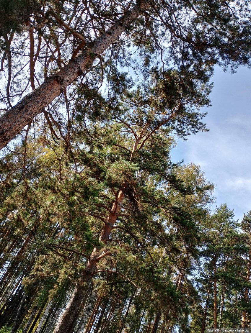 Прогулка по Дивногорску — Куклы Baboliy (Баболи (фото 10)
