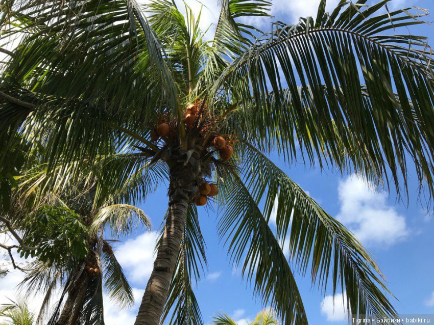 Путешествие Тома по Острову свободы! Вихтель вокруг света (фото 3)