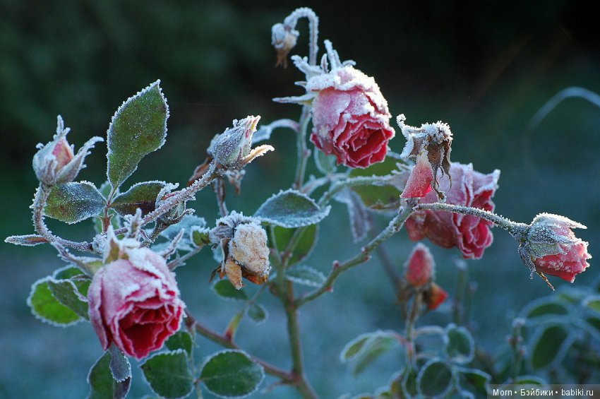 Печальная судьба | Бэйбики Печальная судьба — Болталка и разговоры обо всем: жизнь