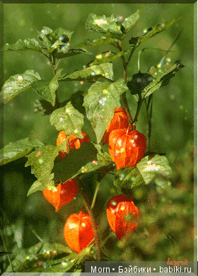 О Гриффиндорском Трио и остальных