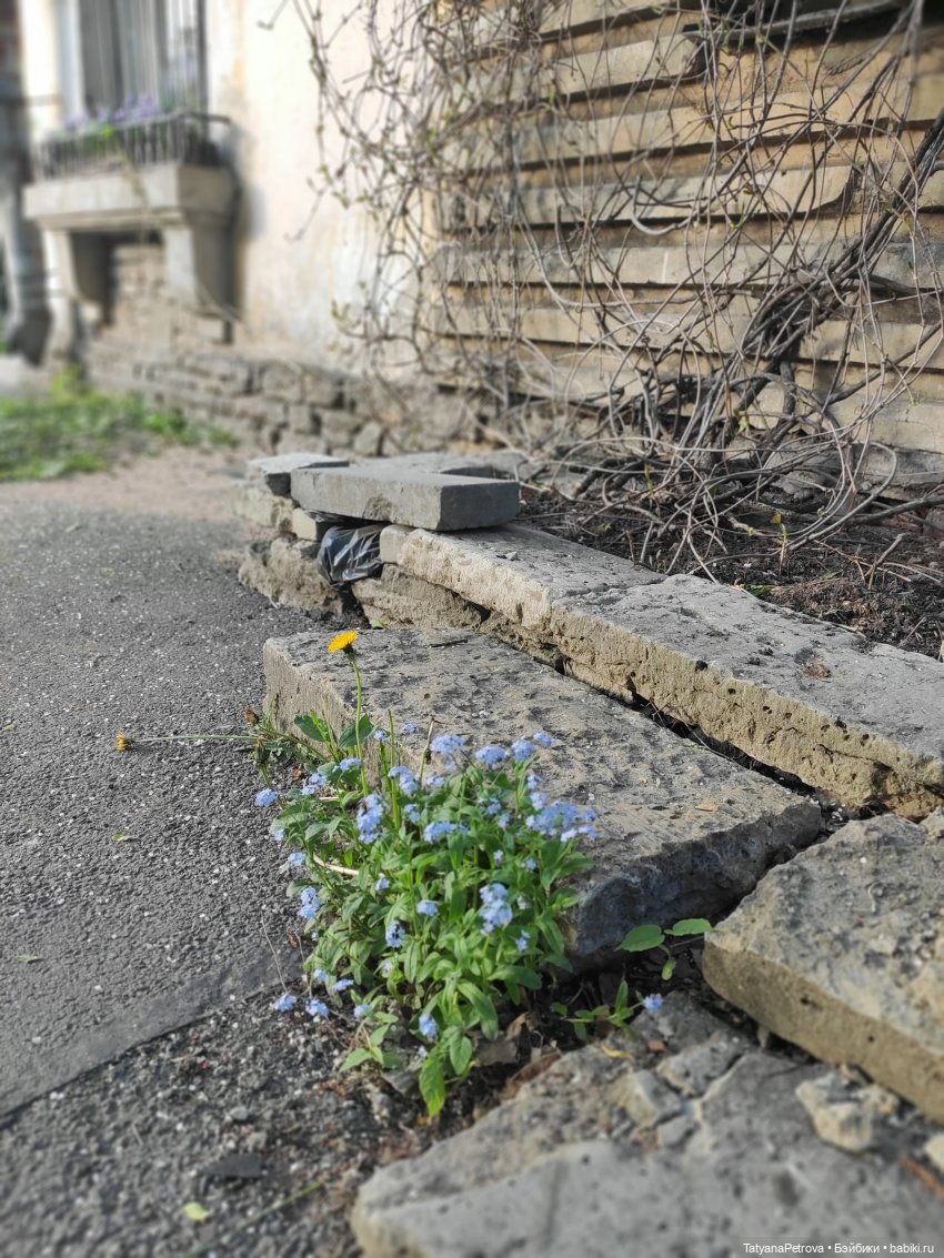 Саша, прогулка теплым вечером (фото 5)