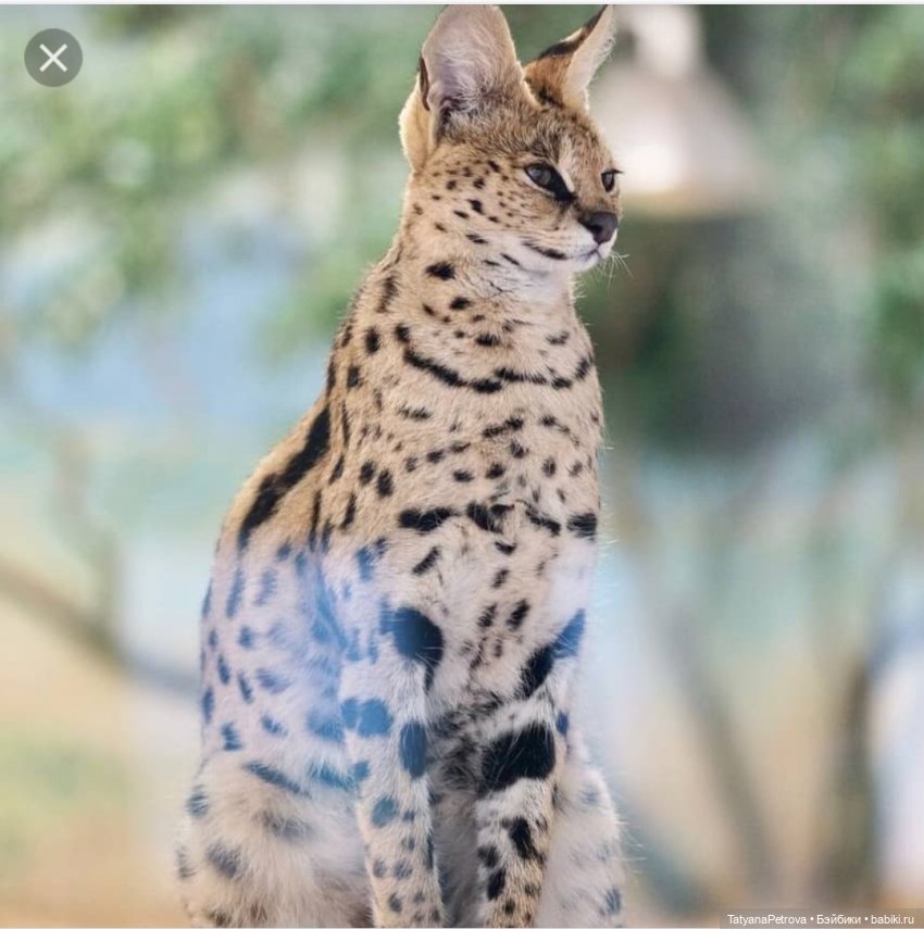 Воскресный топик про длинноногую кошку