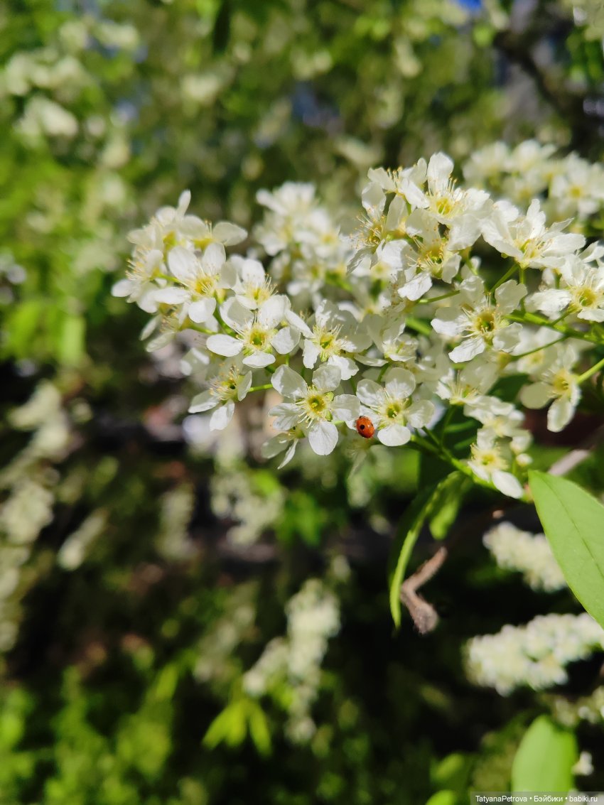 - Погуляем?) | Бэйбики - Погуляем?) — Куклы Natalia Loseva (Наталья Лосева): авторские BJD (БЖД) (фото 4)