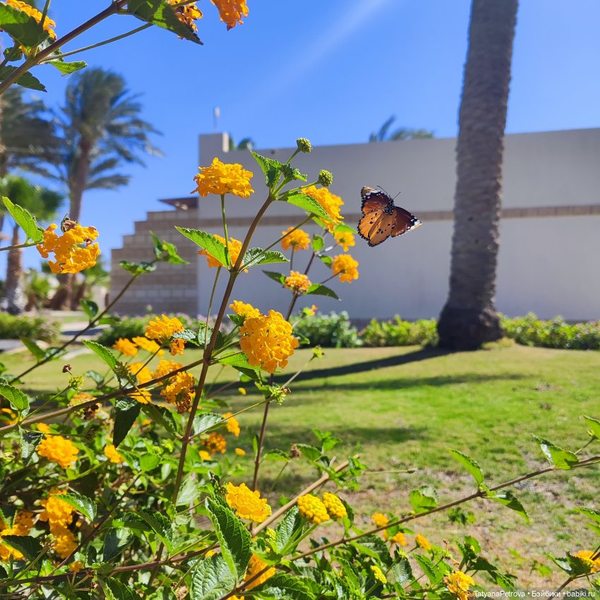 Лола в отпуске) — Авторские куклы BJD (БЖД) у нас дома: фото