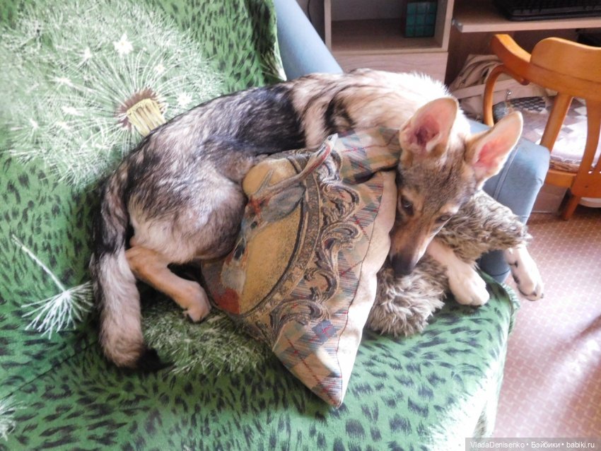 Лобо 4 месяца