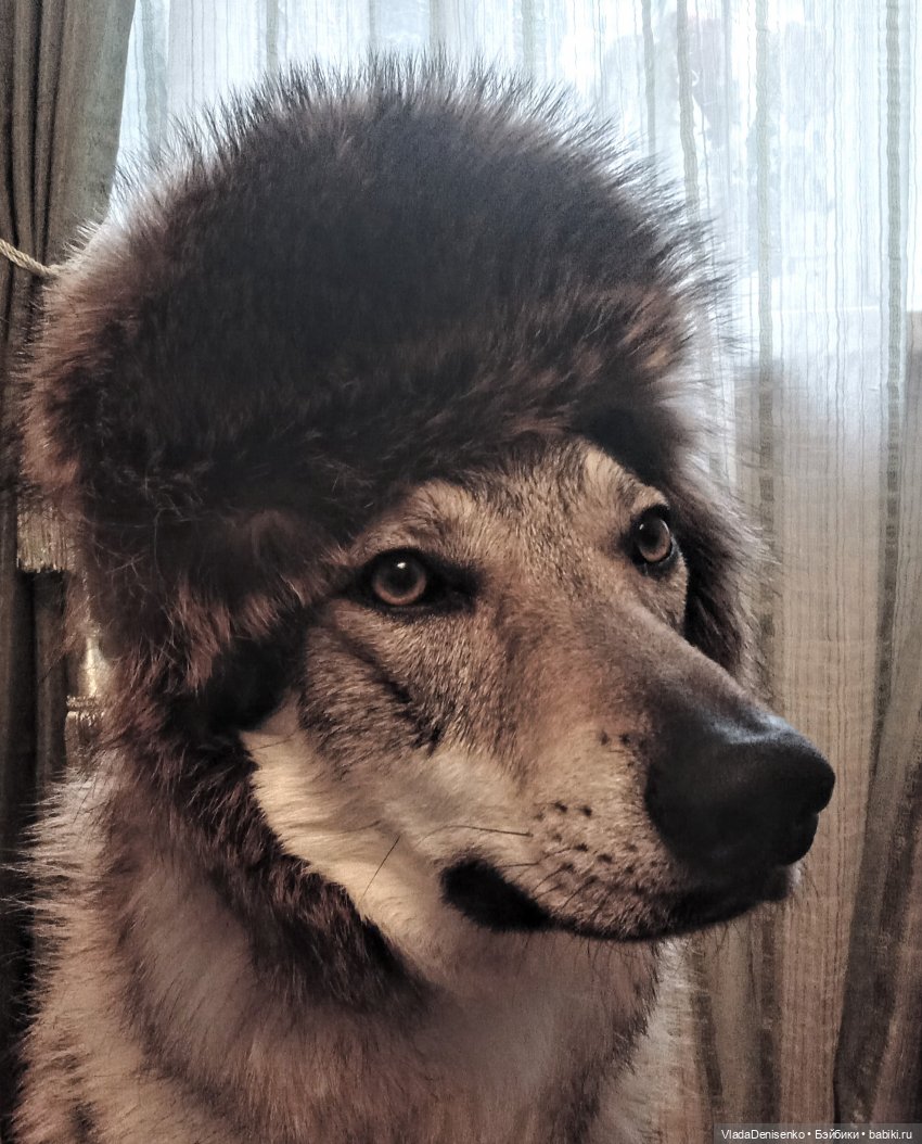 О-да! ушанке — Одежда и обувь для кукол своими руками: фото