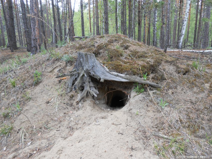 Наш приз - медвежонок Бен