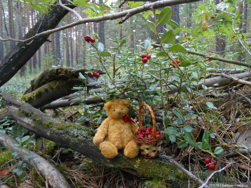 Наш приз - медвежонок Бен (фото 10)