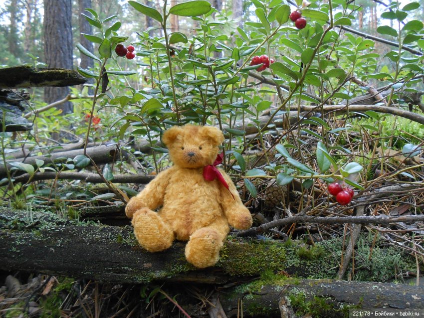 Наш приз - медвежонок Бен (фото 8)