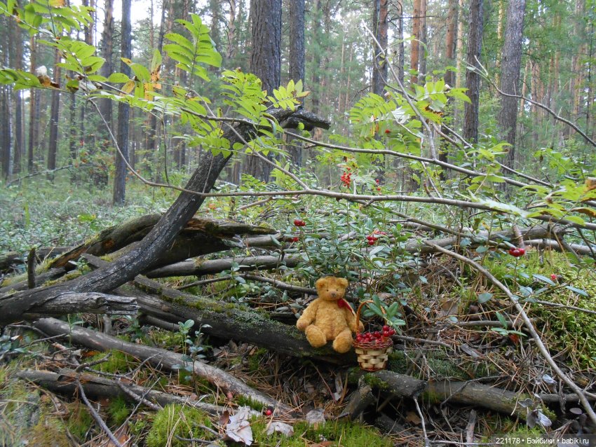 Наш приз - медвежонок Бен (фото 9)
