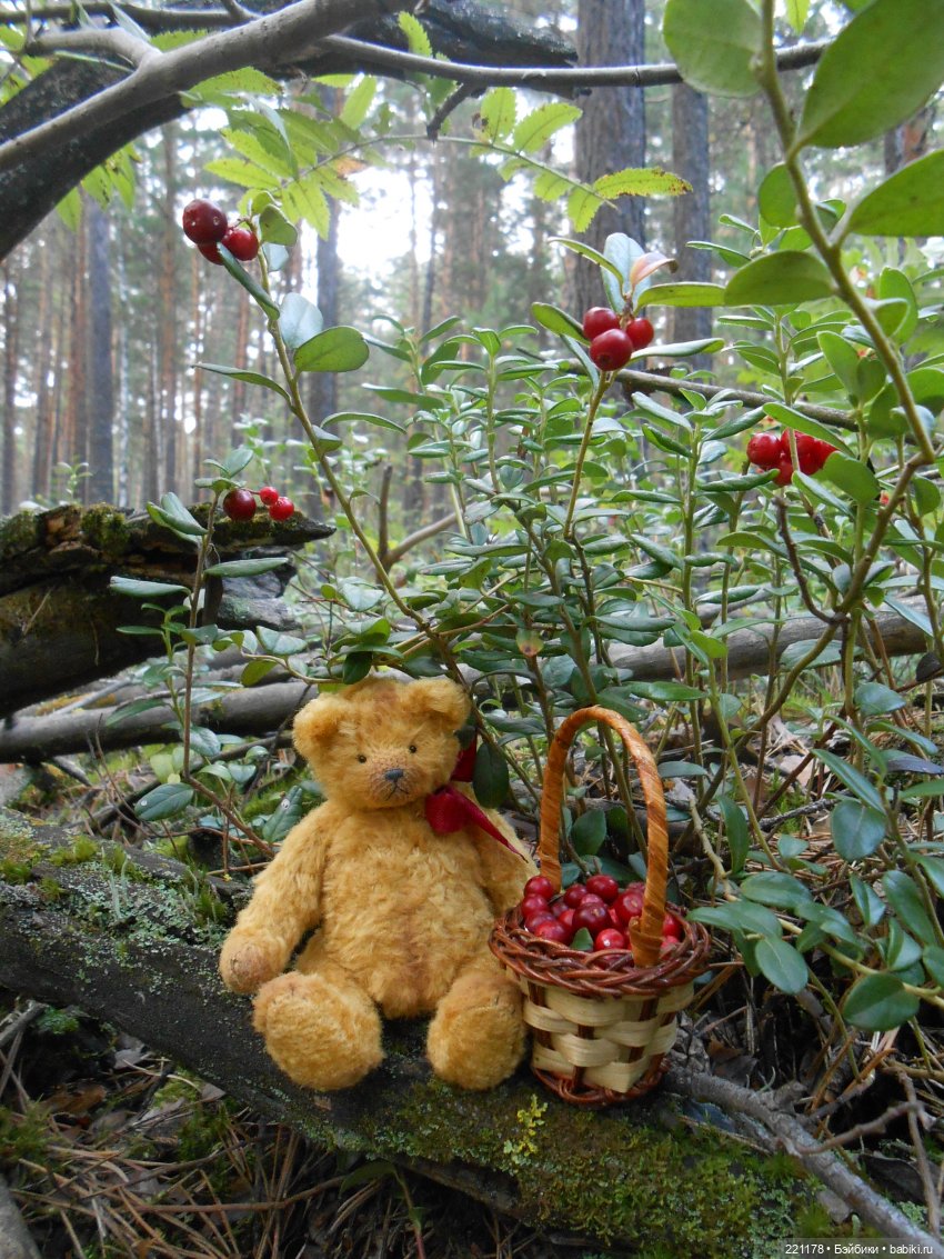 Наш приз - медвежонок Бен