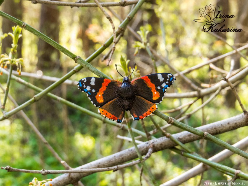 Броши бабочки для Вас и Ваших кукол