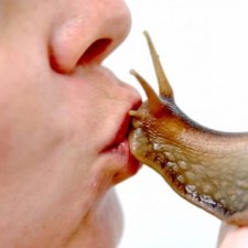 Улитки, которых можно целовать