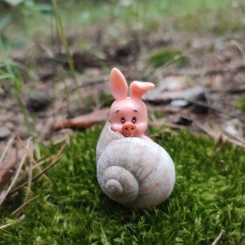 Хрюшкина прогулка ☀️🌳🐷