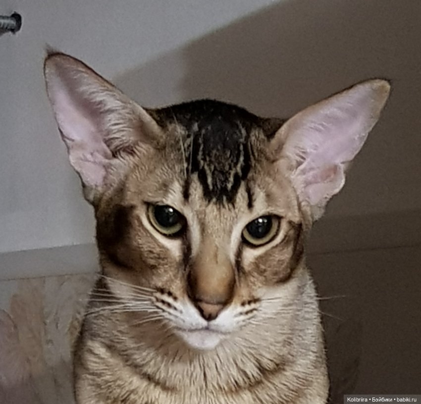 Год Кота или Кролика? Конечно Кота