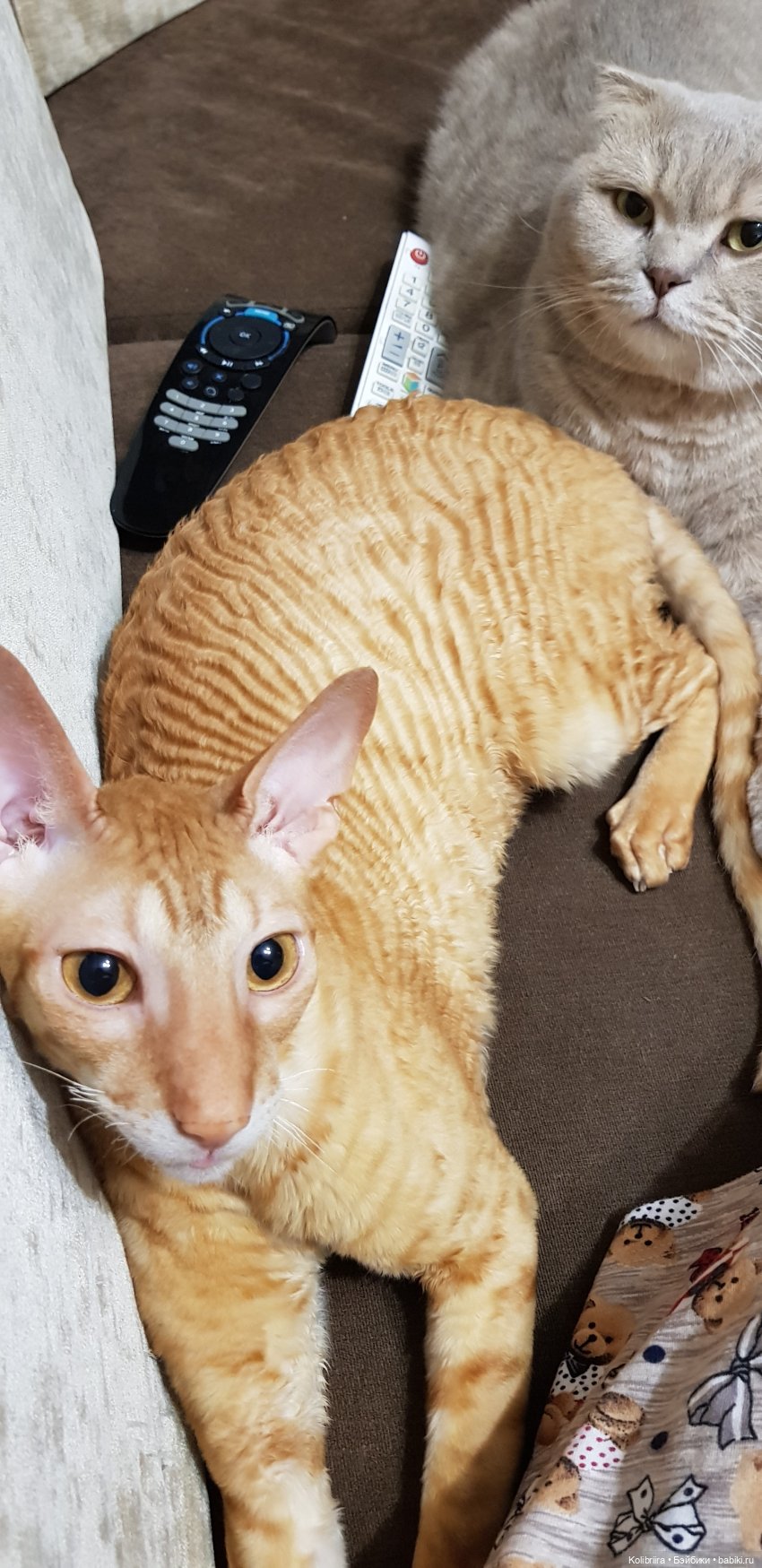 Год Кота или Кролика? Конечно Кота